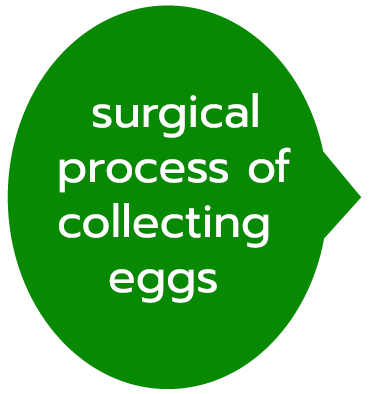 surgical process of collecting eggs