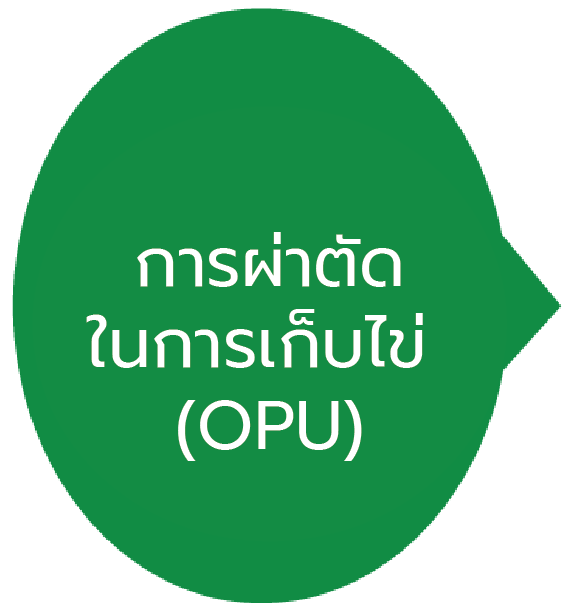 กระบวนการผ่าตัดเก็บไข่
